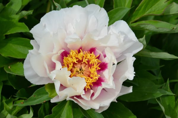 photo title: Paeonia ‘Cora Louise’ 5 2021 Itoh- (51207597183).jpg
source: https://www.flickr.com/photos/50697352@N00/51207597183/
creator: F. D. Richards
licensed under: CC BY-SA 2.0
this image has been cropped ‘Cora Louise’