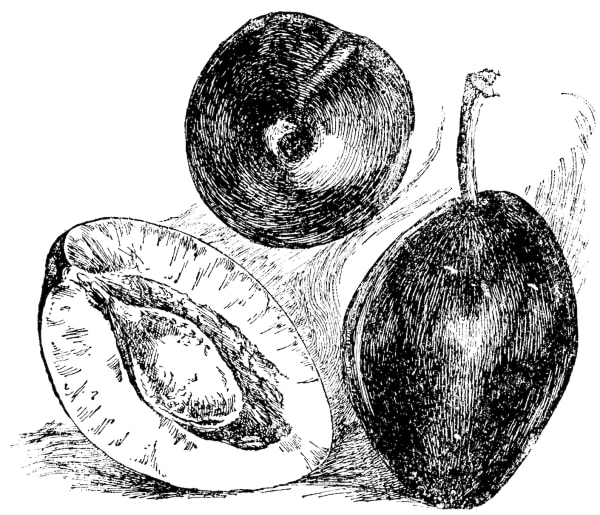 European Plum Collection main item image