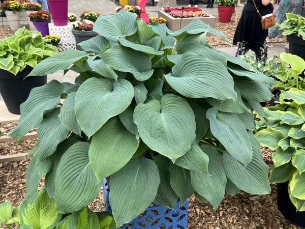 ‘Blue Angel’