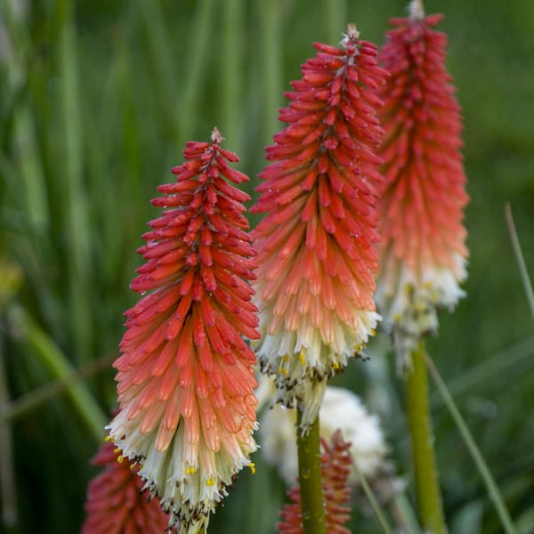 ‘High Roller’ Red Hot Poker
