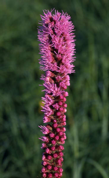 Prairie Blazing Star