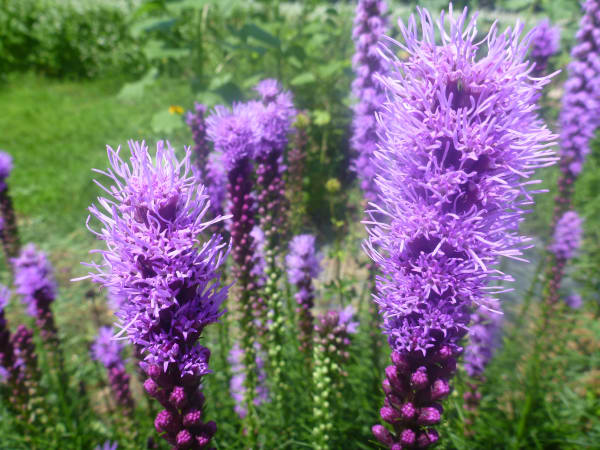 Purple Blazing Star