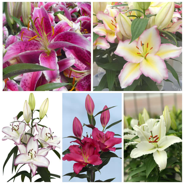 Here’s Looking at You Kid - Oriental Lily Mix