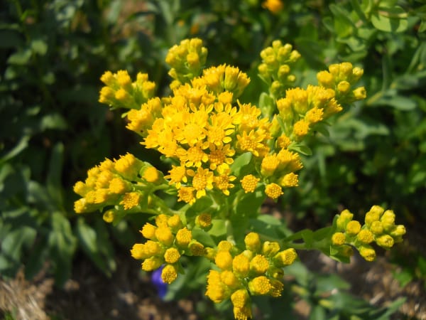 Stiff Goldenrod