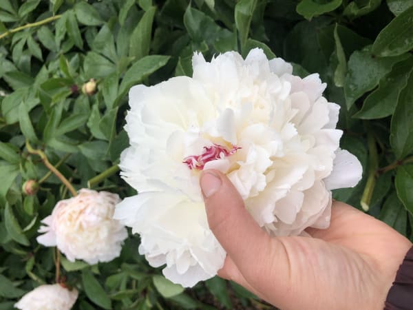 ‘Festiva Maxima’