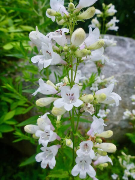Foxglove Beardtongue