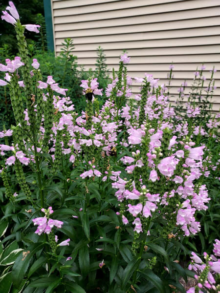 Obedient Plant