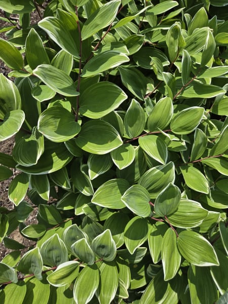 Variegated Solomon’s Seal