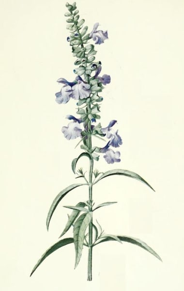 Blue Sage