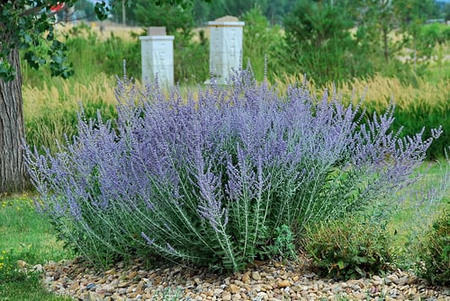 Russian Sage