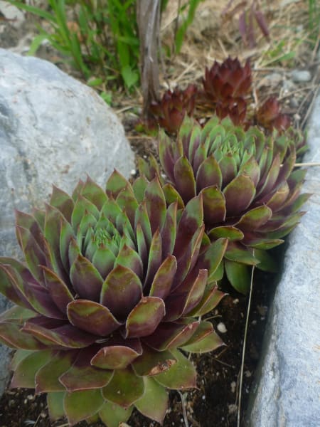 Hens and Chicks Mix