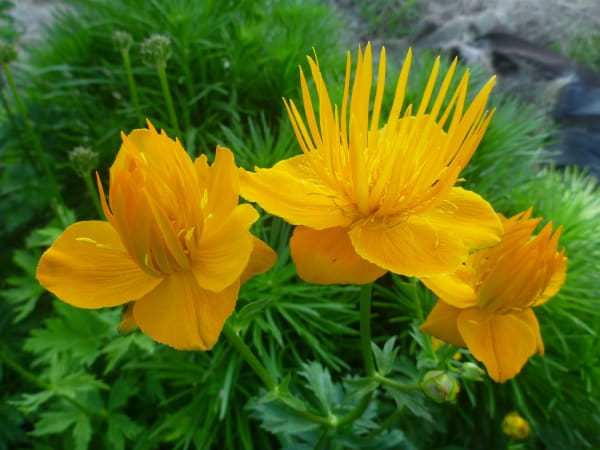 ‘Golden Queen’