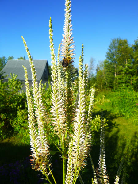 Culver’s Root