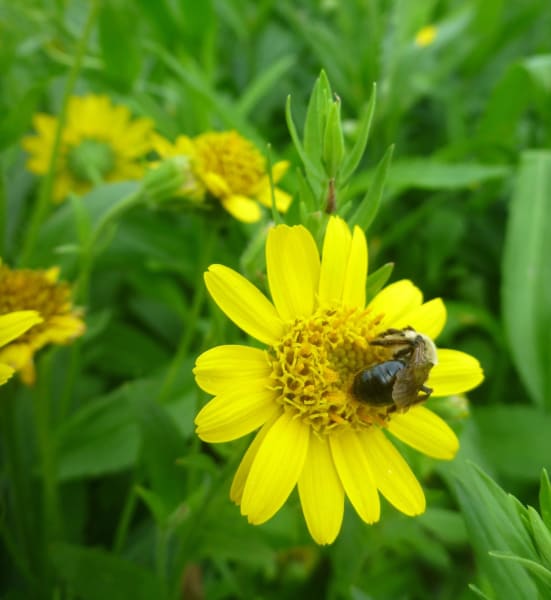 <em>Arnica chamissonis</em>