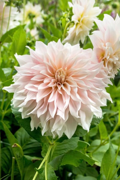 ‘Cafe au Lait’