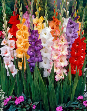 Large-Flowering Glad Mix