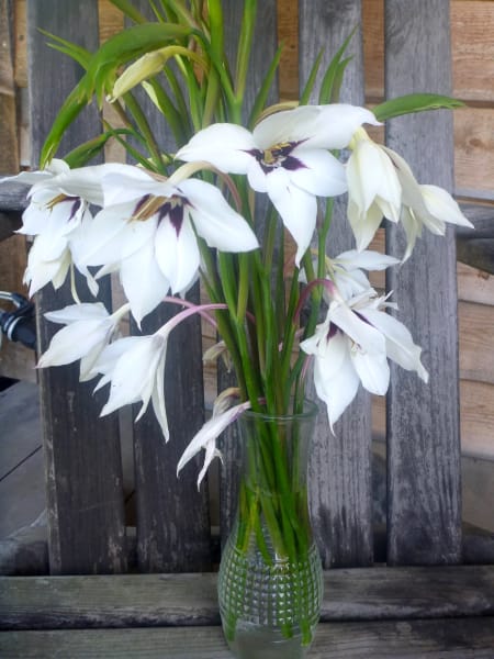 Fragrant Gladiolus