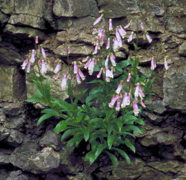 Hairy Beardtongue main item image