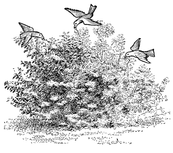 Fedco’s Birdsaver Shrub Collection