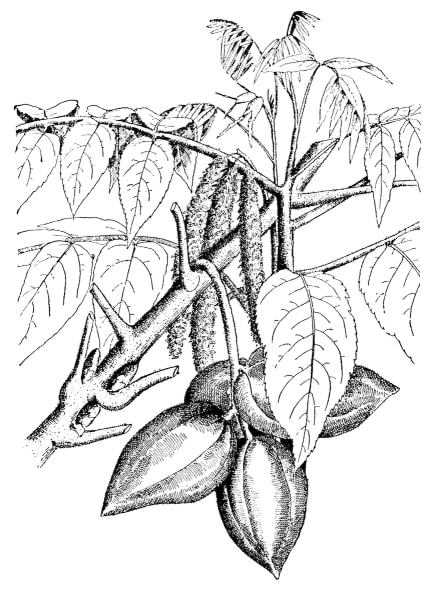 Food Forest Seedling Orchard Collection