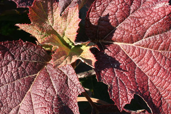 ‘Snow Queen’ Oakleaf Hydrangea