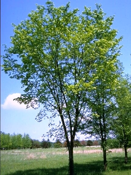 ‘Valley Forge’ American Elm