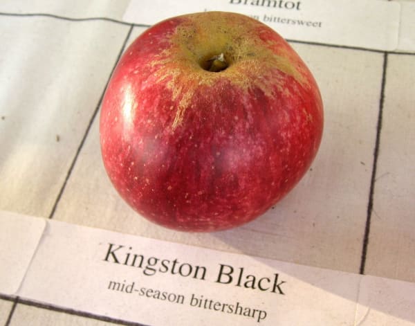 Kingston Black