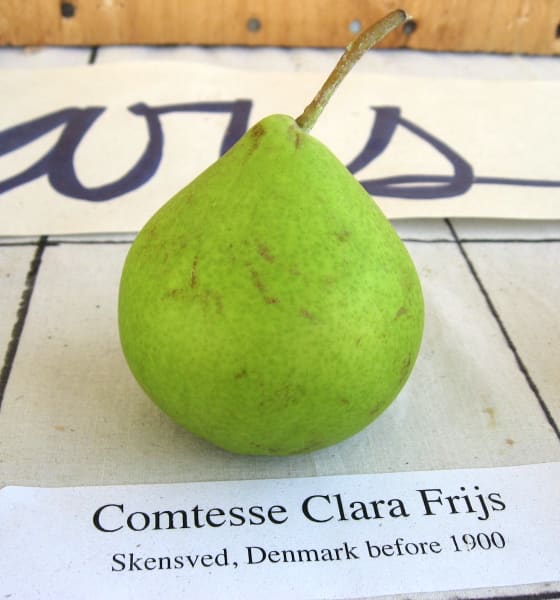 Comtesse Clara Frijs