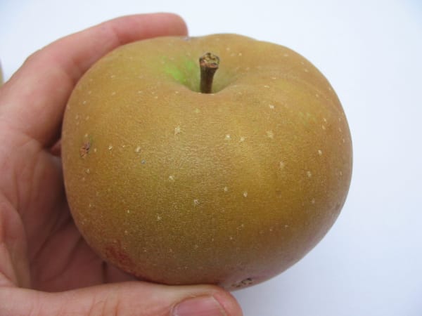Zabergau Reinette main item image
