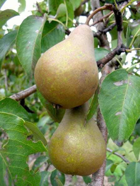 Bosc main item image