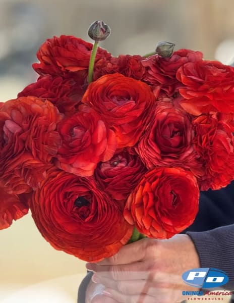 Elegance Cioccolato Ranunculus  main item image 