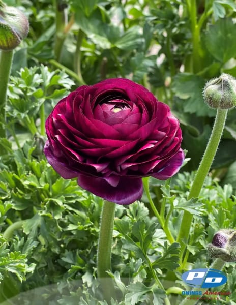 Elegance Viola Ranunculus  main item image 