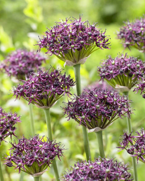 <em>Allium Atropurpureum</em>