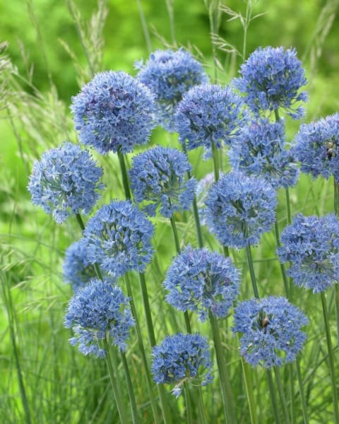 <em>Allium caeruleum</em>