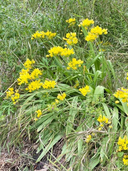 <em>Allium moly</em>