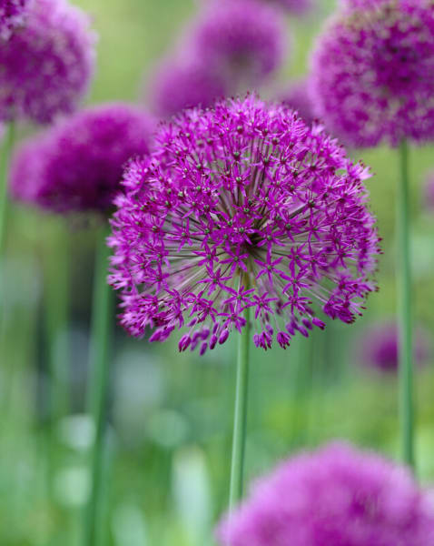 Purple Sensation