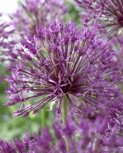 <em>Allium schubertii</em>