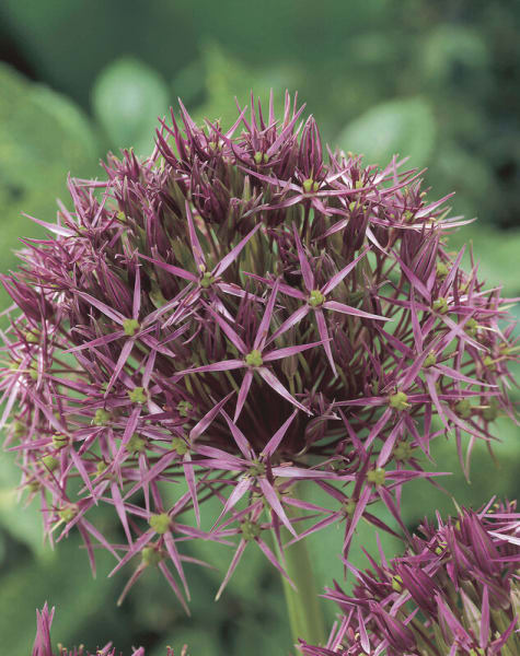 Star of Persia