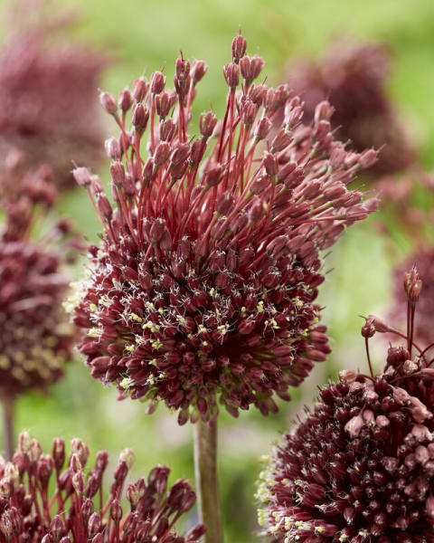 <em>Allium amethystinum</em>