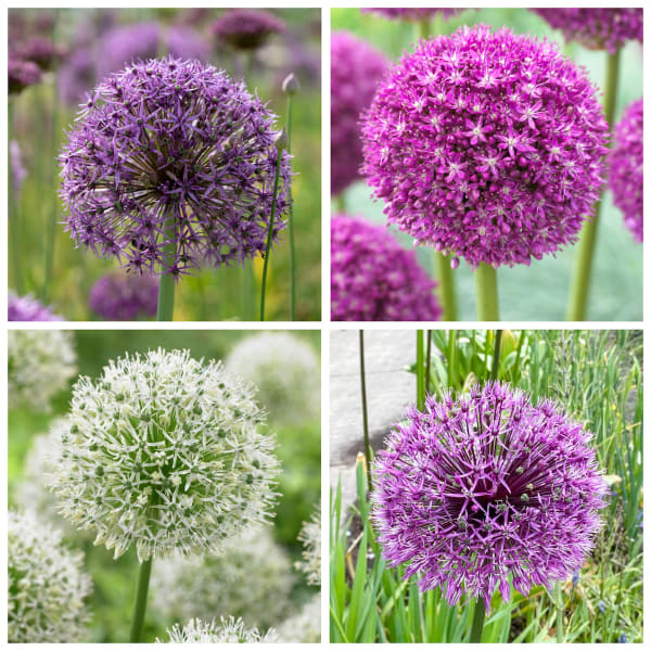 Fedco’s Tall Allium Collection