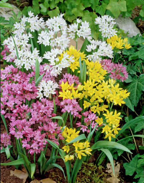 Low-growing Alliums Mix