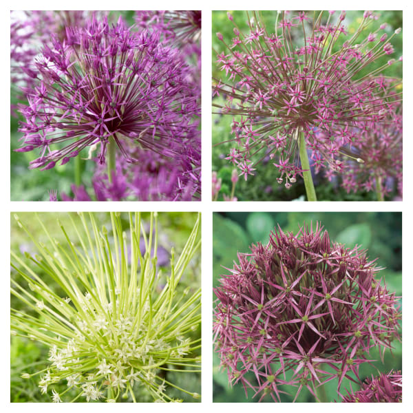 Fedco’s Fireworks Alliums Collection