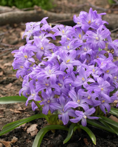 Violet Beauty