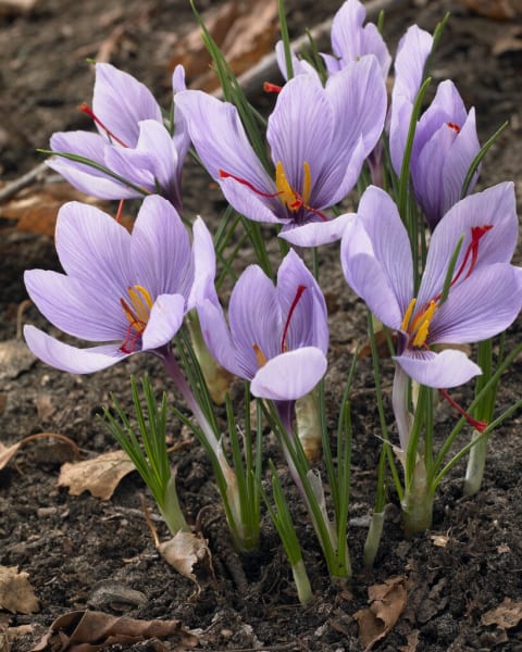 Saffron Crocus  main item image 