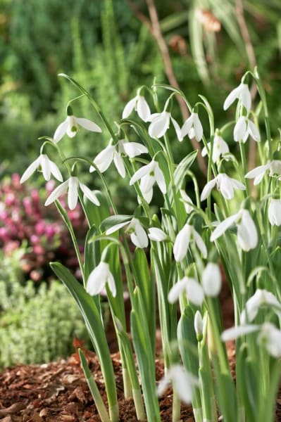 Snowdrop