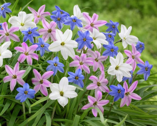 Spring Starflower Mix