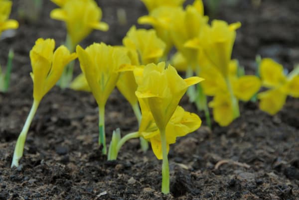 Iris danfordiae