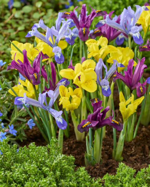 Dwarf Iris Mix