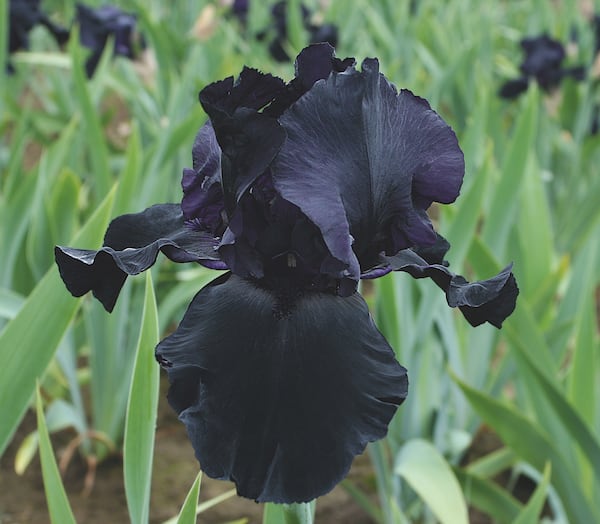 Blackwater Bearded Iris  main item image 