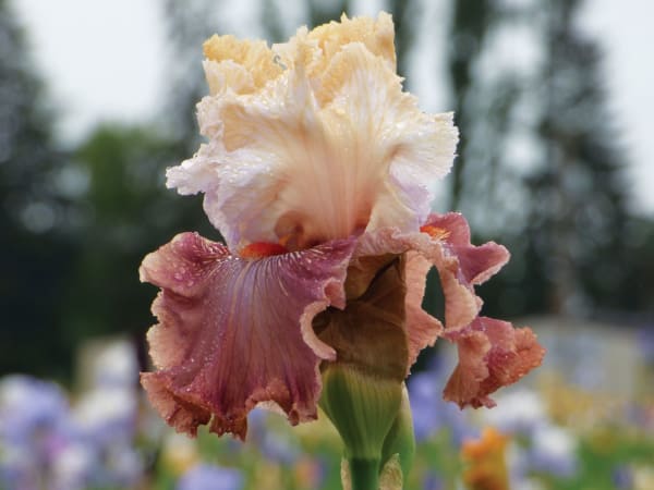 Champagne and Strawberries Bearded Iris  main item image 